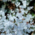 Baby Blue Eucalyptus Tree Live, Eucalyptus Plant Live in 2.5" Pot, Starter Plants, Cold Hardy, Dormant in Winter