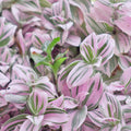 Pink Wandering Jew Live Plant, Pink Wandering Jew Vining Plant, Live Pink Wandering Jew Vine Plant 2.5 Inches Pot for Growing