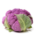 Cauliflower Plant in 4" Pot, Vegetable Cauliflower Live Plant Potted for Planting (Purple Cauliflower)