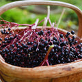 2 Elderberry Plants Live Tree for Planting, Elderberry Bushes Live Plants, 6 to 12 Inches Tall