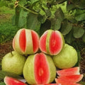 Live Pink Guava Plant Tree, Sweet Fragrant and Cold Hardy Very Well Rooted, 5 to 10 Inc Tall in 4 Inches Pot