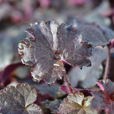 Purple Heuchera Plant Live, Purple Heuchera Coral Bells Live Plant for Gardening Indoor, 4 Inc Pot