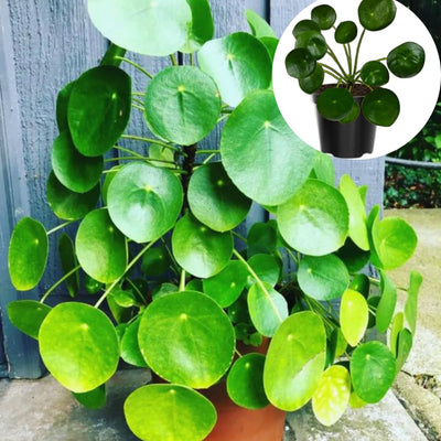 Money Plant, 02 Pilea Peperomioides Plants Live for Garden, House Plant, Money Live Plant from 5 to 8 Inches Tall Seedling