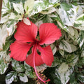 2 Variegated Red Hibiscus Plants, 3-5 Inch Tall Starter Plants - Live Hibiscus Flower Plants for Outdoor Garden, Patio, and Container Growing