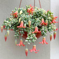 Cotyledon Pendens Succulent Live Plant for Planting, 4 Inch Pot, Trailing Succulent Cactus Plants Indoor Houseplant