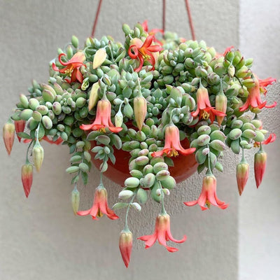 Cotyledon Pendens Succulent Live Plant for Planting, 4 Inch Pot, Trailing Succulent Cactus Plants Indoor Houseplant