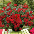 Pack 3 Red Verbena Plants Live Perennial Ground Cover, No Pot, 1-3" in Tall, Can Grow As Trailing Bushes, Spring Flowers