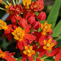 2 Random Mix Milkweed Plants Live Butterfly Asclepias Tuberosa, Wildflowers Perennial Bush, Swamp Common Plant, 5-9" in Tall, No Pot
