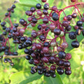 Elderberry Plant, Elderberry Bushes Live Plant, Quart Pot, 6 to 10 Inch Tall, Dormant in Winter