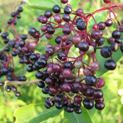 Elderberry Plant, Elderberry Bushes Live Plant, Quart Pot, 6 to 10 Inch Tall, Dormant in Winter
