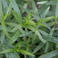 Set 3 French Tarragon Plants, 2-5 Inch Tall Tarragon Starter Plants, Live Herbs Plant for Garden