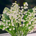 10 Lily of The Valley Plants Live, Lilies Flower Bulbs Bareroots, Perennial Flowering Plants for Outdoor Growing