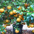 Live Ruby Red Grapefruit Tree Plant, 1 to 3 Ft Tall in Pot, Sweet Pomelo Tree for Planting