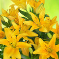2 Yellow Lily Bulbs, Giant Lily Flower Bulbs for Planting, Lily Flowering Bulbs, Lily Spring Bulbs, Outdoor Indoor Flower Bulbs to Plant