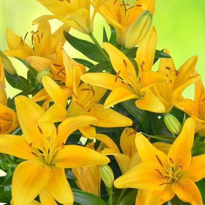 2 Yellow Lily Bulbs, Giant Lily Flower Bulbs for Planting, Lily Flowering Bulbs, Lily Spring Bulbs, Outdoor Indoor Flower Bulbs to Plant