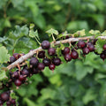 Gooseberry Currant Cross Gooseberry Plant Live for Planting, Edible Berries Starter Plant 5-9 Inc Tall