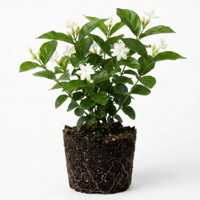 White Jasmine Plant, Maid of Orleans Jasmine Live Plant, White Fragrant Flower Plants, 3 to 5 Inch Tall Flower Starter Plants for Garden