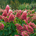 Pink Hydrangea Plant Live for Planting, 6-12" Tall, Hydrangea Tree Live Plant in Pot, Hydrangea Flowers