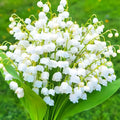 10 Lily of The Valley Flower Bulbs, Fragrant White Lily Flowers Bulbs, Lilies of The Valley Bulbs Perennial for Planting Outdoors