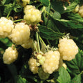 Snow BlackBerry Plant Live for Planting 5 to 9 Inch Tall, Thornless BlackBerry Bush Live Plant to Grow