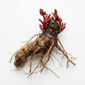 Red Rhubarb Plant for Planting, Rhubarb Root Plant, Cold Hardy Perennial Vegetable, Bare Root, 4-6 Inc, Indoor Outdoor Growing