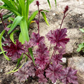 Dark Leaf Heuchera Live Plant Shrubs, Coral Bells Plant Live 2.5 Inch Pot, Shade Perennial Heucherella Plant