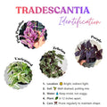 02 Pots Tradescantia Wandering Jew Plants Live Houseplants in 2" Pot, Starter Plants, Mix Purple and Pink Color
