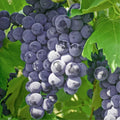 Sweet Grape Vine Plant, Tree Grape Fruit Vine Plant Live, 6-12 Inc Tall