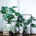 Monstera Plant 4-6 Inch, Live Indoor Plant, Split Leaf Houseplant for Home Office Decoration, No Pot (Deliciosa Monstera)
