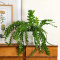 Fishbone Cactus Plant Live, Epiphyllum Cactus Live Succulent, in 4" Pot