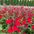 2 Hot Lips Sage Salvia Live Plant Herb in 1 Pot, Bicolor Blooms Salvia Sage Bush, Turn Red on Summer, Sage Shrub Grow Indoors Outdoor, 5 to 10 Inc Tall