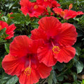 2 Red Hibiscus Plants, 3-5 Inch Tall Starter Plants - Live Hibiscus Flower Plants for Outdoor Garden, Patio, and Container Growing
