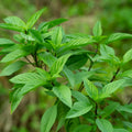 Basil Plants Live, 15 Green Basil Live Plants for Indoors, 4 to 8'' Tal, Herb Garden