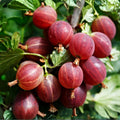 Red Gooseberry Live Plant, 5-7 Inch Starter Plant in Soil, No Pot - Edible Berry Fruit Shrub, Hardy Outdoor Garden Plant