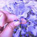 6-10" Violet Jacaranda Mimosifolia Trees from Bottom Pot, Blue Jacaranda Live Plants 6 Months Old Seedling, Well Rooted, Plant Outdoor Zones 10-11