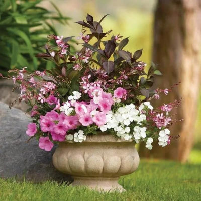 Live Weigela Plant Bush Shrub - Outdoors or Bonsai - Hardy - Purple to Pink Blooms - 4" Pot
