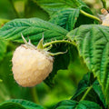 Snow BlackBerry Plant Live for Planting 5 to 9 Inch Tall, Thornless BlackBerry Bush Live Plant to Grow