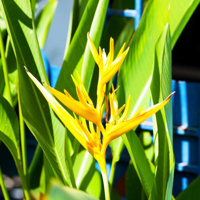 Live Bird of Paradise Plant, Yellow Bird of Paradise 4-6" Tall, No Pot