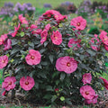 2 Pink Red Hibiscus Plants Live 5-9" in Tall, Hardy Hibiscus Tree Live Plant Year-Round Blooming, No Pot, Outdoor Perennial Planting