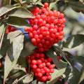 Red Elderberry Tree Live Plant, Berry Shrub, 2-3 Ft Tall