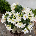 White Desert Rose Plant Live, Adenium Desert Rose Flowers, Perennial Flowers Succulent Plant, Vibrant Bloom, 4 to 7 Inch Tall, Well Rooted