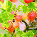 1 Pixwell Gooseberry Plant Live, Gooseberry Bush Live Plant for Planting Your Garden, Gooseberry Shrub Starter Plant 5-9 Inch Tall