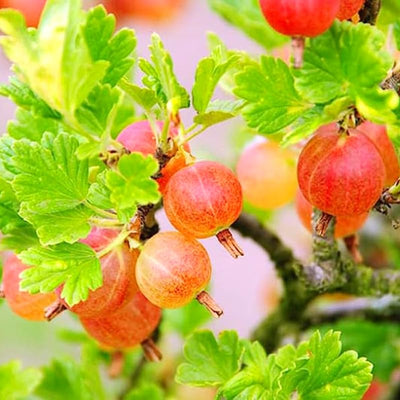 1 Pixwell Gooseberry Plant Live, Gooseberry Bush Live Plant for Planting Your Garden, Gooseberry Shrub Starter Plant 5-9 Inch Tall