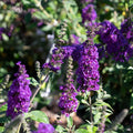Violet Purple Butterfly Bush Live Plant Shrub, Buddleia Bush Well Rooted, 5 to 10 Inc Tall