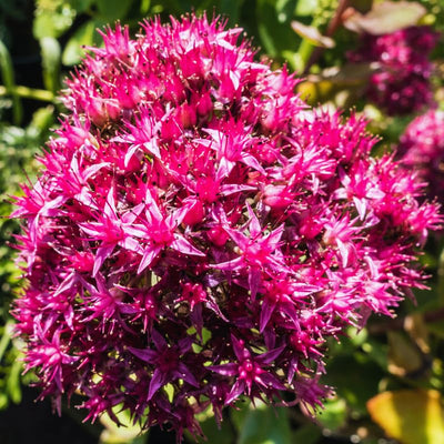 Pink Sedum Plant Live, Live Sedum Plant Pot, 3 Inches Pot, Sucullent Plant Live