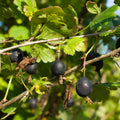 Black Velvet Gooseberry Live Plant, 5-7 Inch Starter Plant in Soil, No Pot - Edible Berry Fruit Shrub, Hardy Outdoor Garden Plant