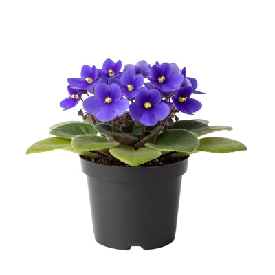 African Violet Plant, Live African Violet Flowers in 4'' Pot, Low-Maintenance Indoor Flowering Plant with Vibrant Blooms (Blue Blooms)