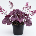 Purple Heuchera Plant Live, Purple Heuchera Coral Bells Live Plant for Gardening Indoor, 4 Inc Pot