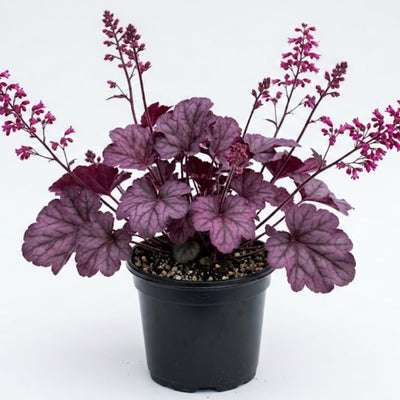 Purple Heuchera Plant Live, Purple Heuchera Coral Bells Live Plant for Gardening Indoor, 4 Inc Pot