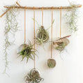 Set 15 Mixed Air Plants Live, Tillandsia Assortment for Indoor Display, Terrarium Kits, Office and Home Decor, 2-3 Inches